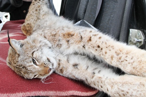 "Удачно съездили!" Полиция обнаружила в автомобиле две туши рыси недалеко от Ханты-Мансийска