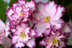 Присутствие фиалки в доме превратит в сказку Ваш любимый уголок