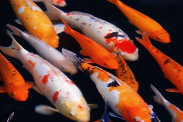 Для поиска утопленников в Бельгии будут использовать карпов