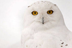 А как у них? Побережье США накрыли полярные совы