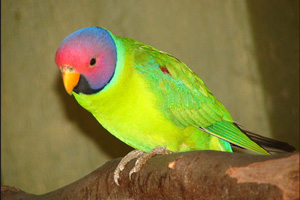 Попугай спас двух девочек от гибели Попугай спас двух девочек от гибели