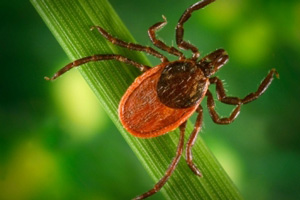 На территории Свердловской области растет количество пострадавших от укусов клещей На территории Свердловской области растет количество пострадавших от укусов клещей