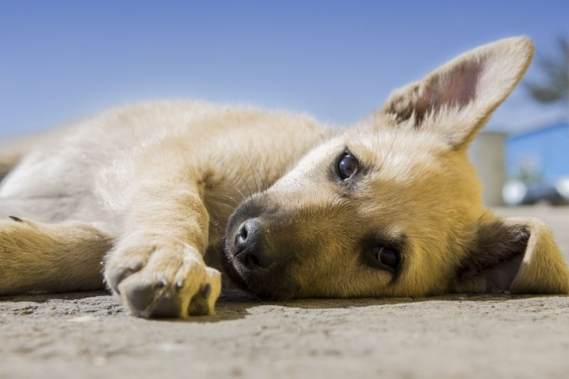 В Тюменской области хозяин повесил щенка  | В деревне под Тюменью хозяин повесил собаку 