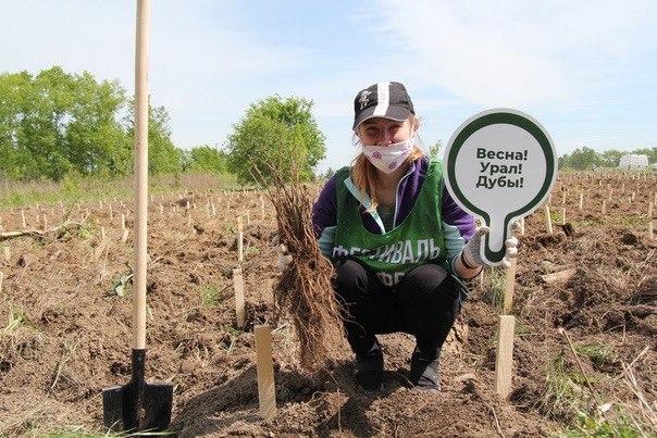 Свердловские волонтеры возродят дубовые леса в городах области Свердловские волонтеры возродят дубовые леса в городах области