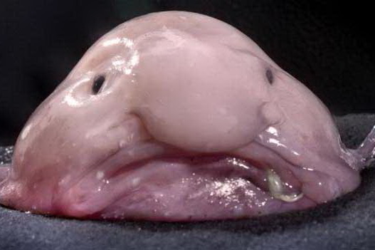 Рыба-капля возглавила рейтинг самых уродливых животных Рыба-капля возглавила рейтинг самых уродливых животных