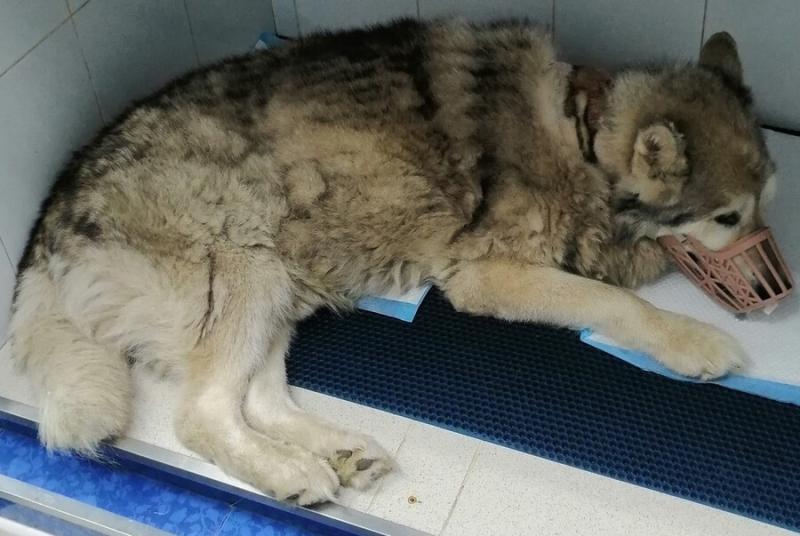 В Екатеринбурге массово травят собак: найдено более 30 опасных мест | В Екатеринбурге владельцы собак заявили о всплеске отравления животных В Екатеринбурге массово травят собак: найдено более 30 опасных мест | В Екатеринбурге владельцы собак заявили о всплеске отравления животных