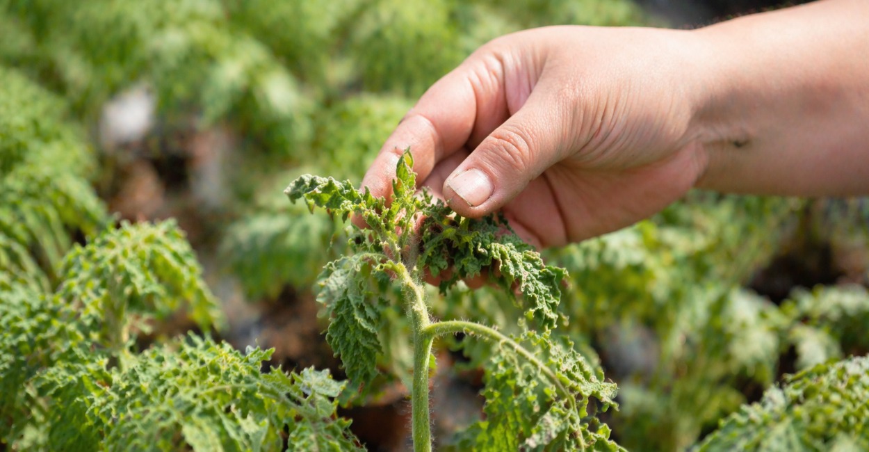 Почему листья рассады томатов скручиваются: 6 факторов, из-за которых зелень превращается в трубочки — и что с этим делать