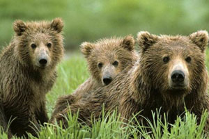 Жуть! На Камчатке голодные медведи съели покойника