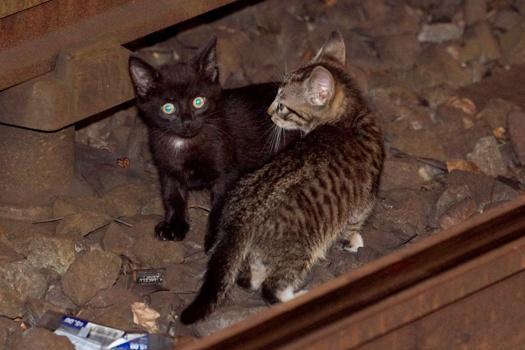 Котята блокировали метро Нью-Йорка