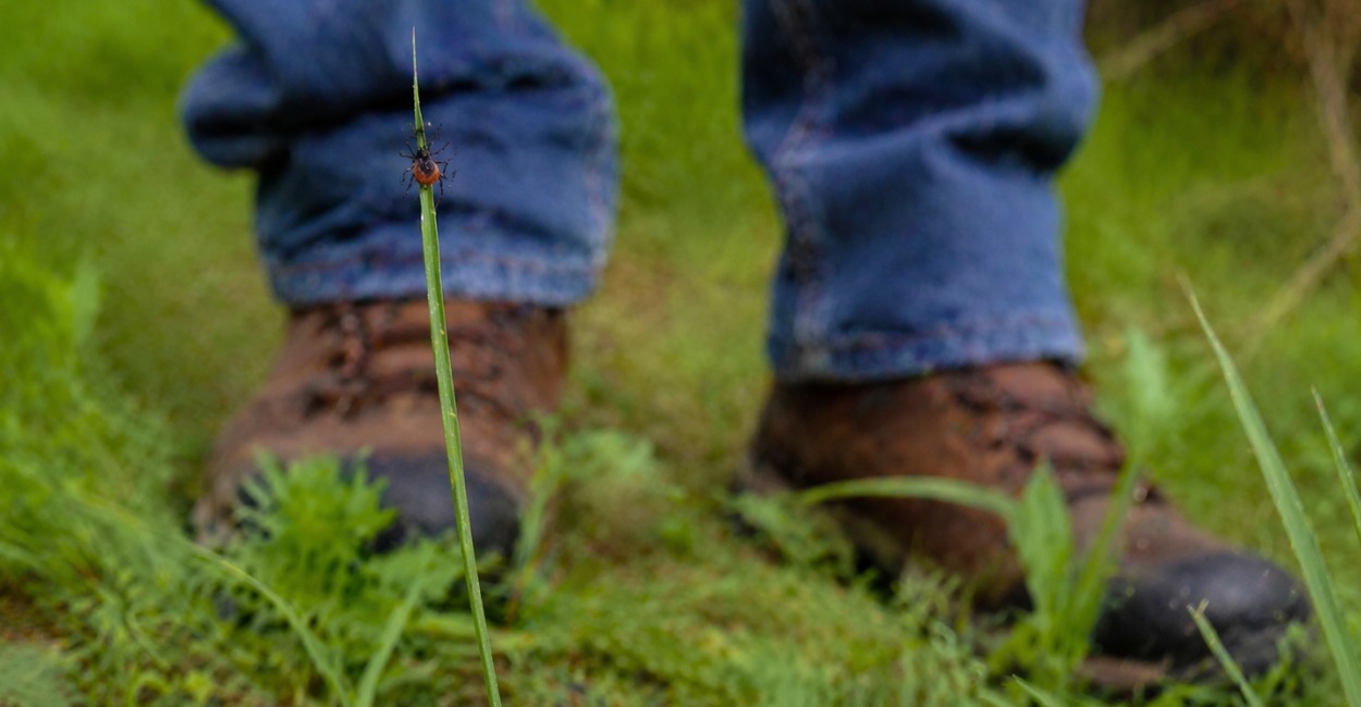 Две капли на джинсы весной — и клещи обходят за версту: мощная защита от насекомых для взрослых и детей