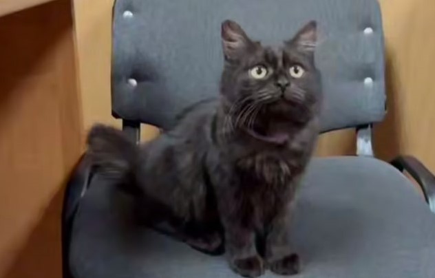 Собаки, кошки, черепахи — в МЧС России служат более 300 животных  | Более 300 животных служат в МЧС России 