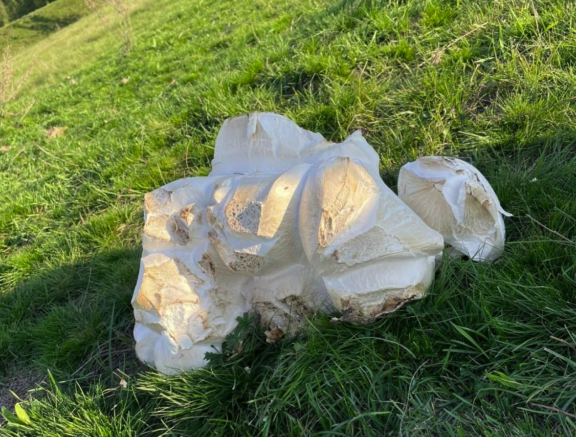 На Урале обнаружили огромный шампиньон 