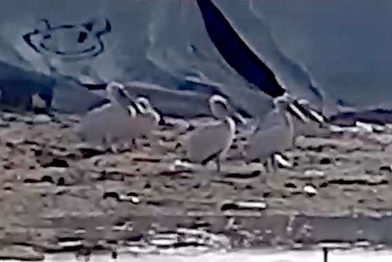 В Каменске-Уральском на свалке появились редкие гости  | Пеликаны поселились на свалке в Каменске-Уральском 