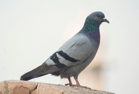 Тюменская школьница отрезала голубю голову под видеозапись  | В Тюмени девочка обезглавила голубя и сняла это на видео 