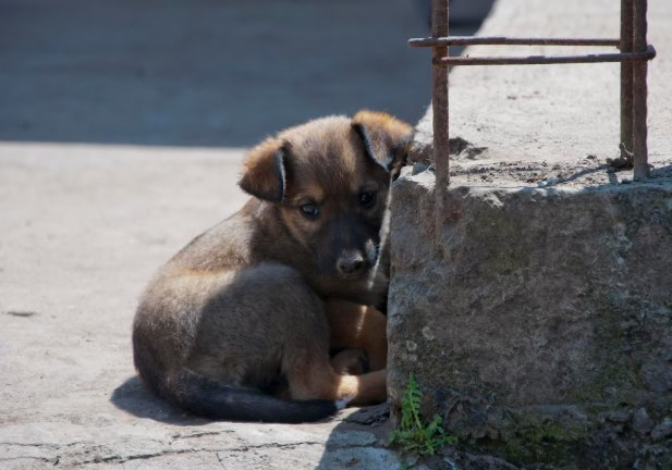 В Екатеринбурге ротвейлер набросился на женщину с ребёнком | Ротвейлер искусал ребёнка и его мать в Екатеринбурге В Екатеринбурге ротвейлер набросился на женщину с ребёнком | Ротвейлер искусал ребёнка и его мать в Екатеринбурге