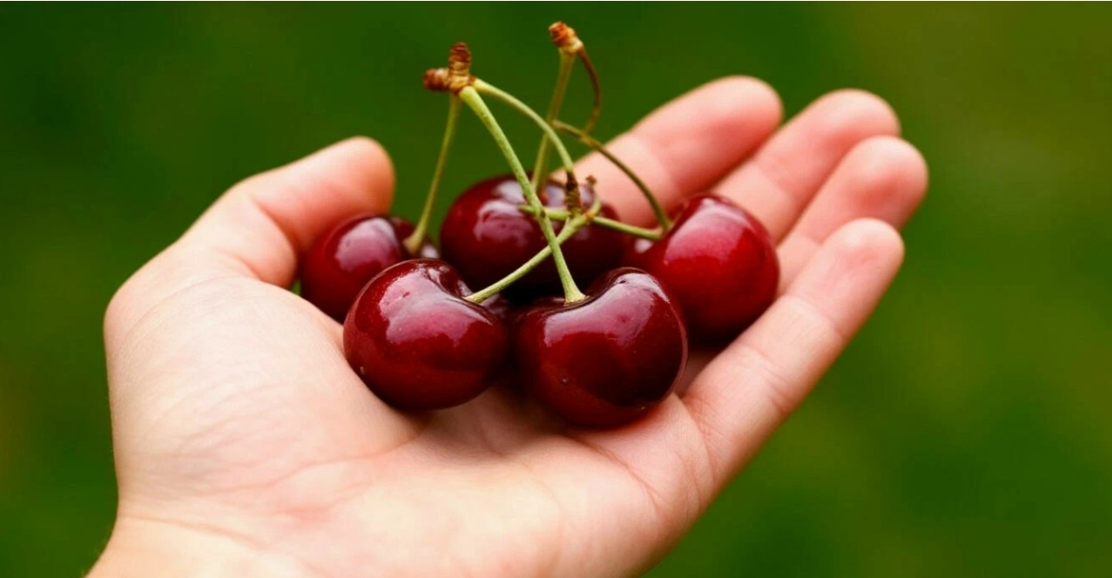 Мартовская подкормка вишне — обязательна: 1 ведро плеснула под ствол и ягоды вымахают с грецкий орех