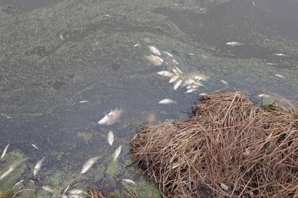 В окрестностях Нижнего Тагила произошла массовая гибель рыбы  | Рыба массово погибла под Нижним Тагилом 
