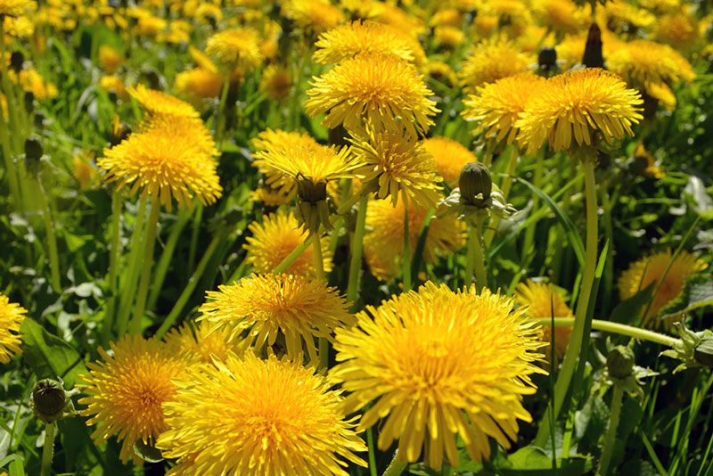 "Подарок" ко Дню знаний - цветы любимому учителю подорожают | На Урале ко Дню знаний подорожают цветы