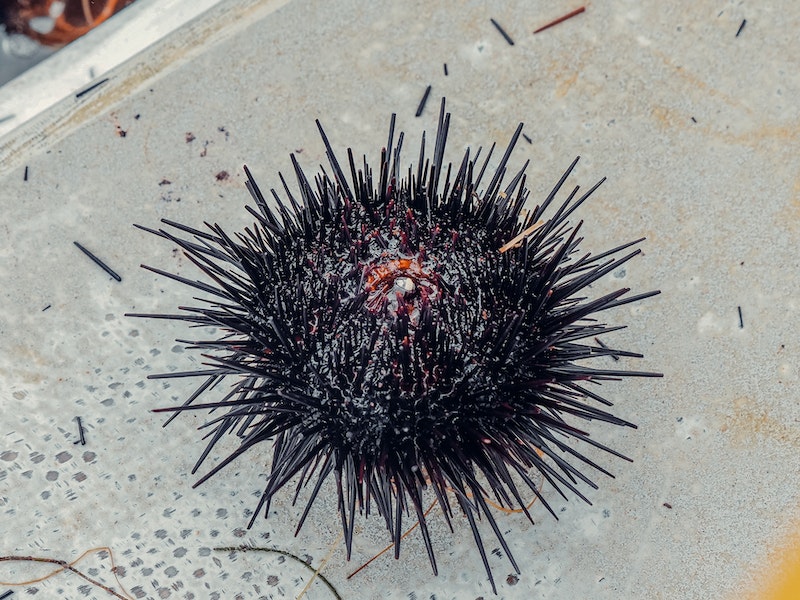 Российские учёные выяснили, что лечить рак можно при помощи морских ежей