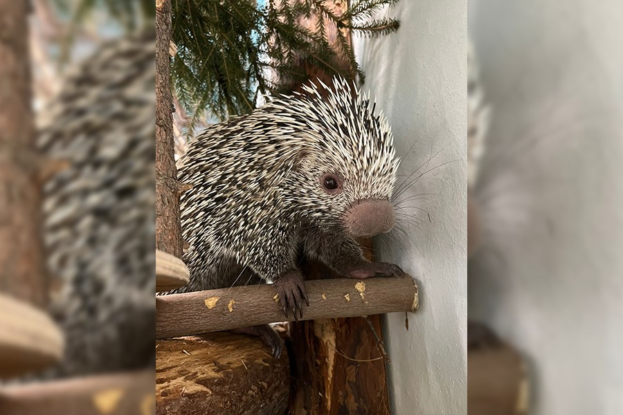 В зоопарк Екатеринбурга приехала пара цепкохвостых дикобразов | Цепкохвостые дикобразы поселились в зоопарке Екатеринбурга В зоопарк Екатеринбурга приехала пара цепкохвостых дикобразов | Цепкохвостые дикобразы поселились в зоопарке Екатеринбурга