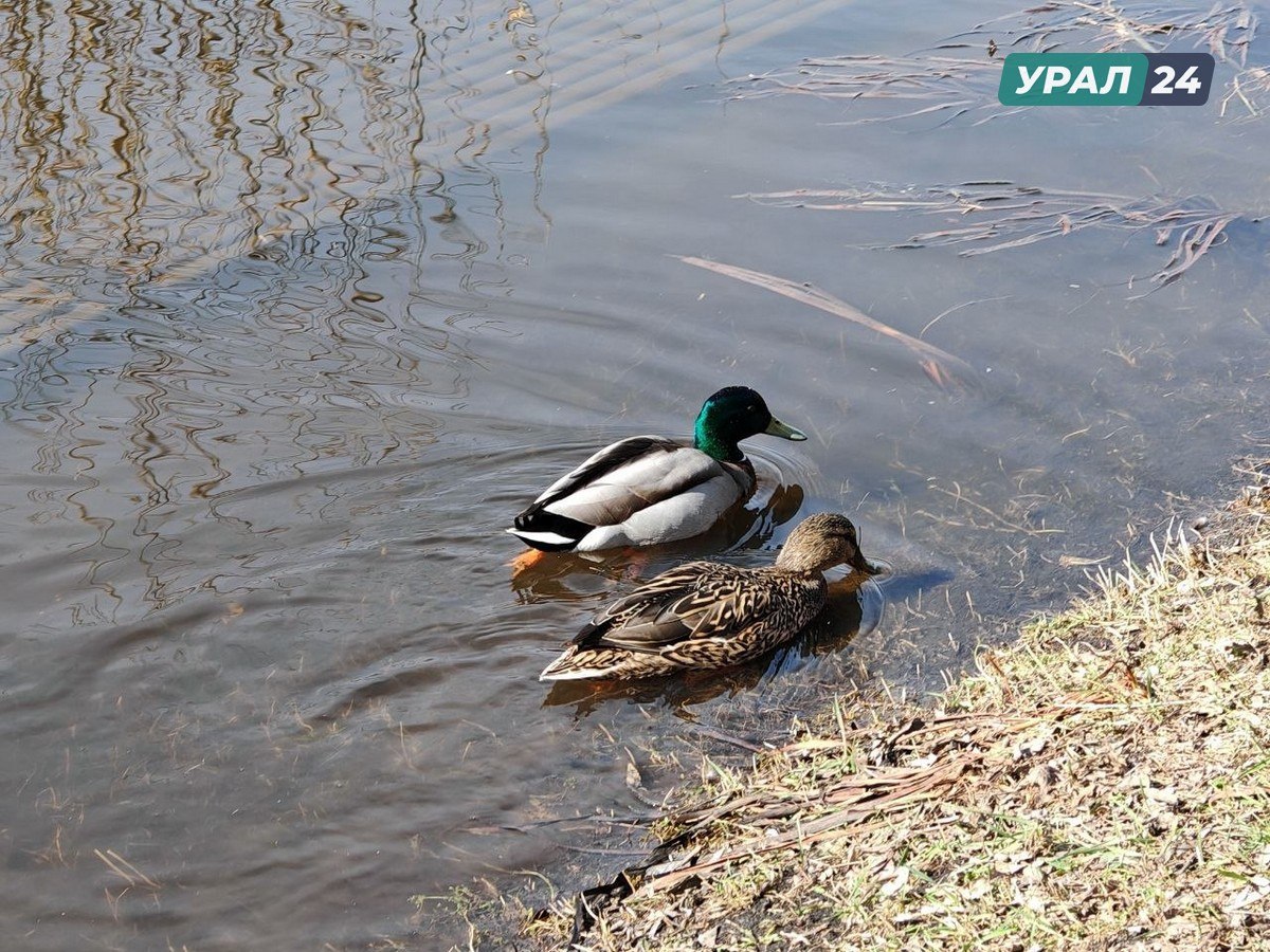 Река Исеть / Урал24